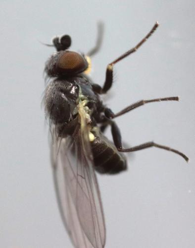 Réf. 340 604 : Cerodontha iridis
